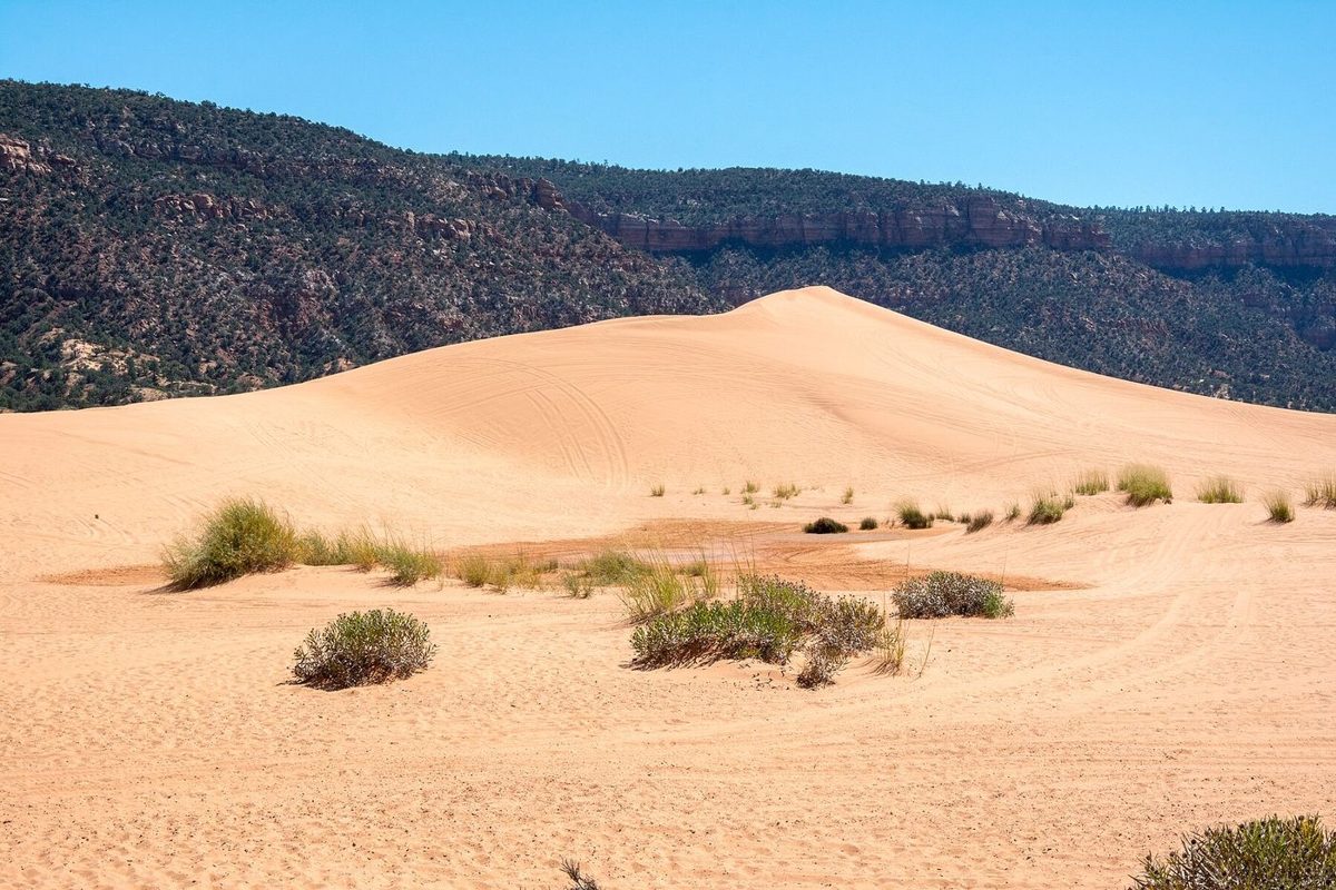 Coral-pink sand dunes below a forested ridge at Coral Pink Sand Dunes State Park